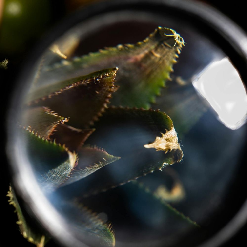 loupe botanique